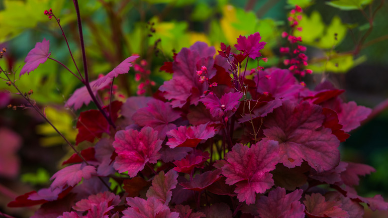 Deep burgundy coral bells.