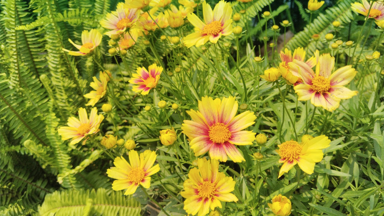 Yellow and red coreopsis in bloom.