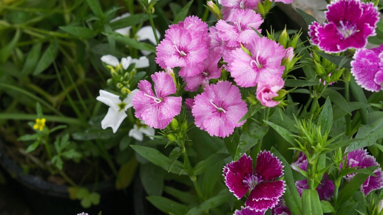 Pink dianthus in bloom.