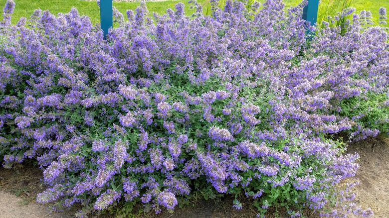 Flowering catmint in garden.