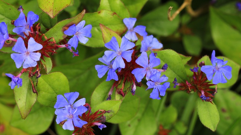 Flowering hardy plumbago in autumn.