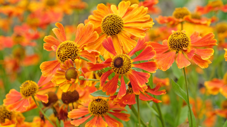 Orange and red helenium flowers.