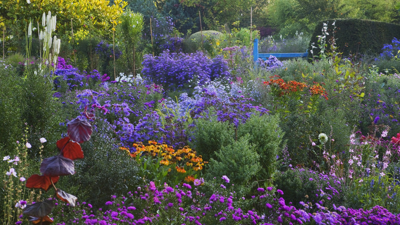 Colorful autumn garden.