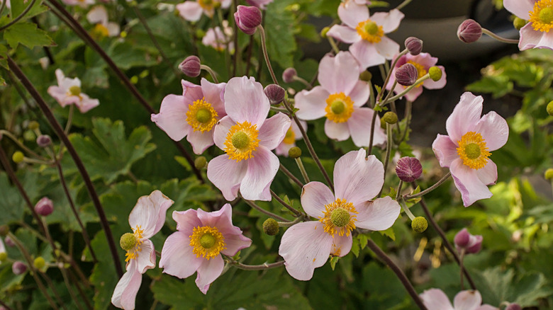 Pink Japanese anemones blooming.
