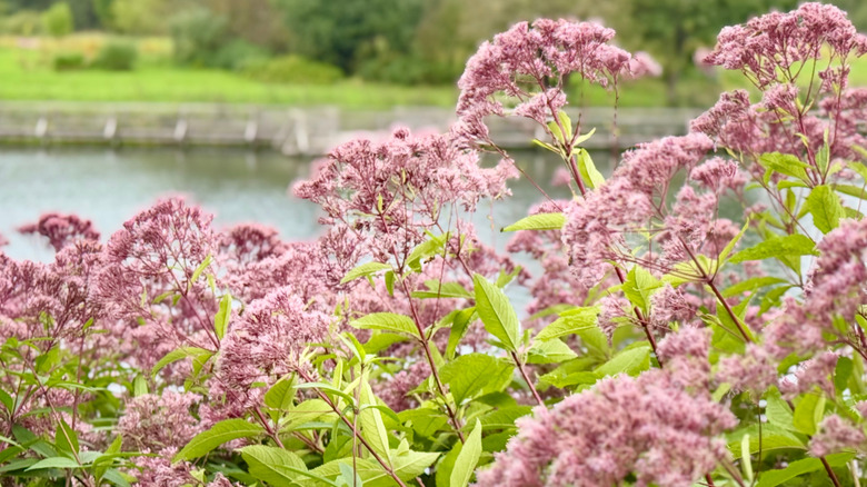 Joe Pye weed blooming.