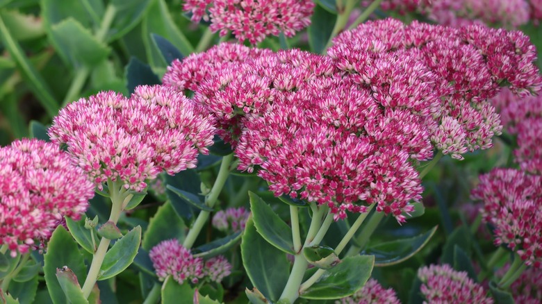 Dark pink sedums in bloom.