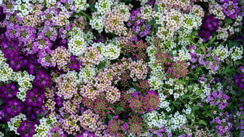 Purple, white, and pink sweet alyssum flowers.