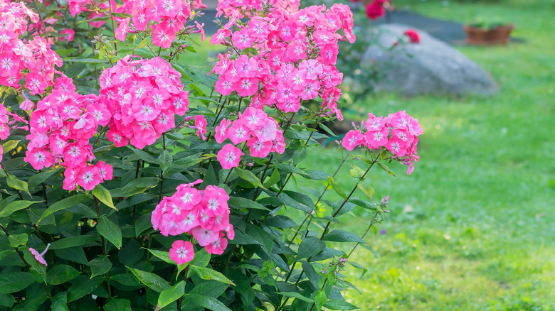 Tall pink phlox in bloom.