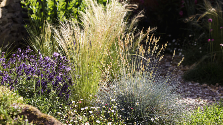 Fescue and Mexican feather grass
