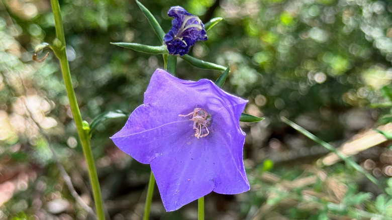 Blue "Carpatian Bellflower" (or Tussock Bellflower, American Harebell