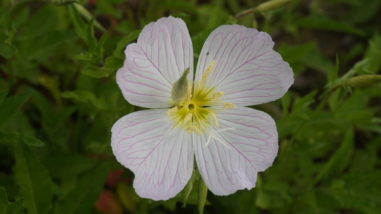 Close-up of a delicate white evening primrose flower with pink veins and a yellow center, surrounded by green foliage.
