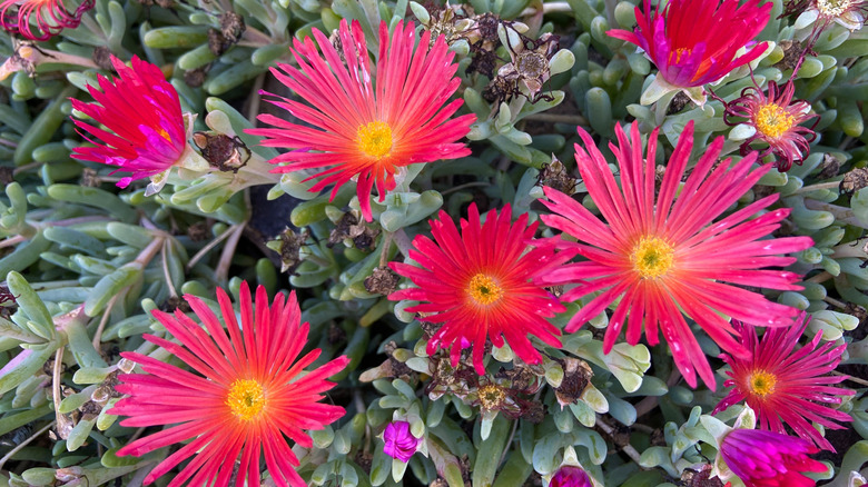 Red ice plants