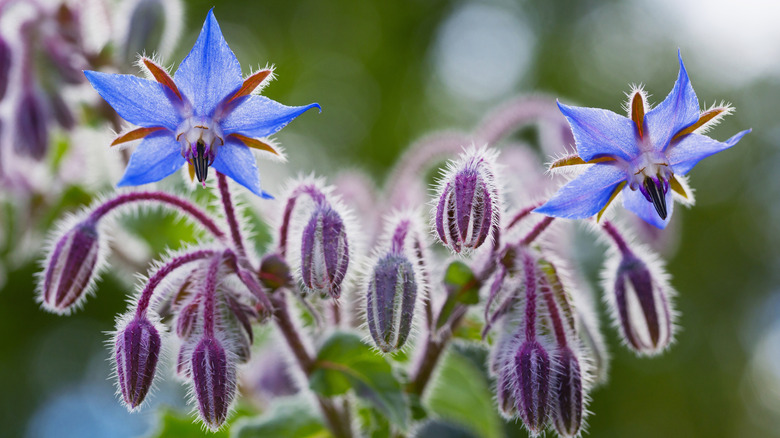 A close-up of blue, star-shaped borage flowers