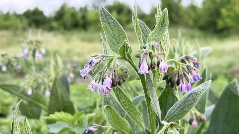 A close-up of purple, bell-shaped flowers on a comfrey plant in a field of comfrey