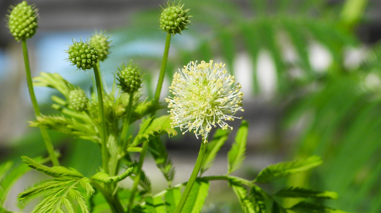 A close-up of wet Illinois bundleflower against green leaves