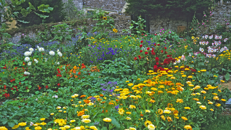 Kitchen garden with marigolds, borage, wild indigo, sunflowers