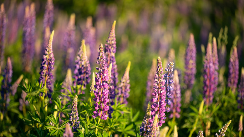 Many wild, purple lupine in a field