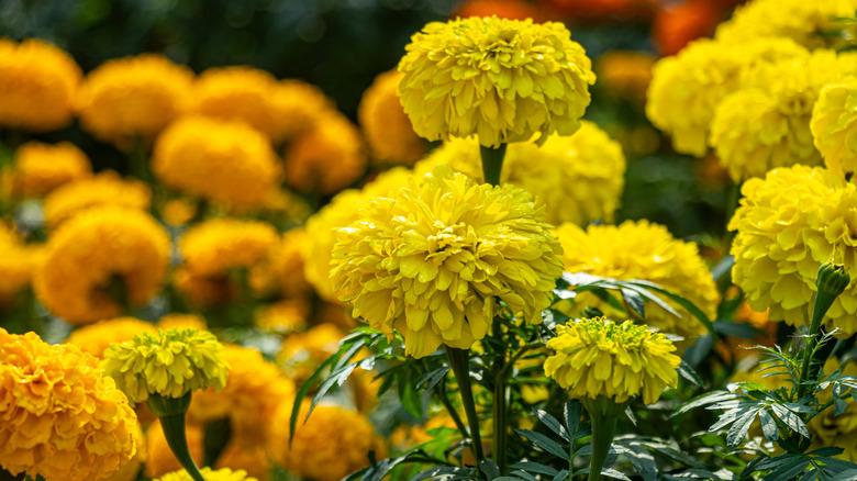 A close-up of orange marigolds