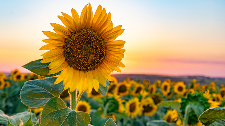 A close-up of a sunflower in front of a field of sunflowers and a sunset