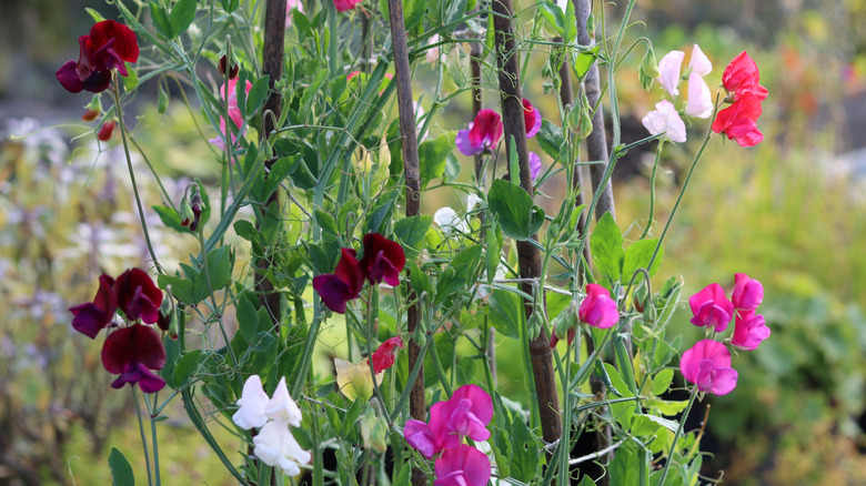 Colorful sweet pea flowers climbing a trellis made of sticks
