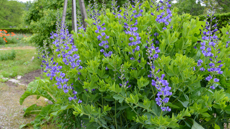 A clump of wild indigo growing in a garden