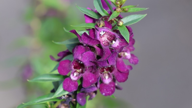 Close up shot of angelonia's blooms