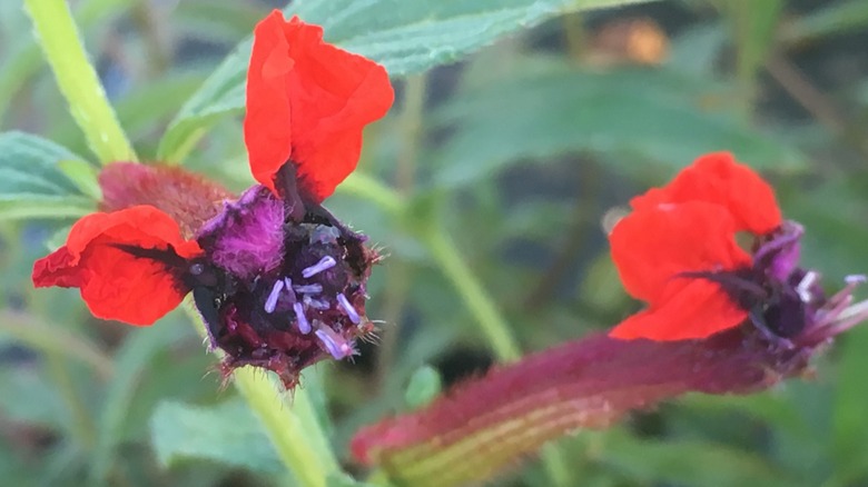 A close-up shot of cuphea's blooms