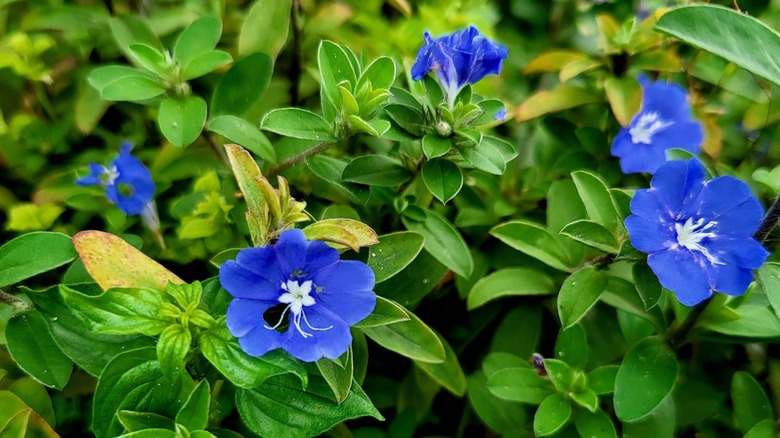 Brazilian Dwarf Morning Glory