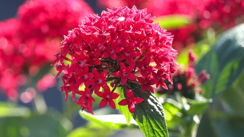 Red Pentas Lanceolata also known as egyptian starcluster in the garden