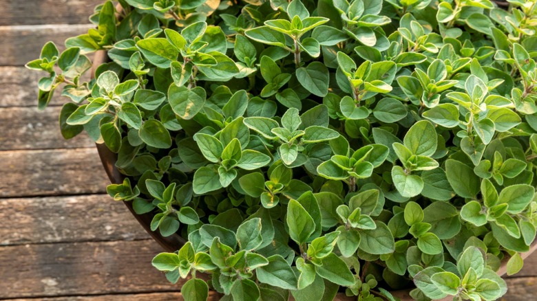 A top shot of oregano growing in a pot