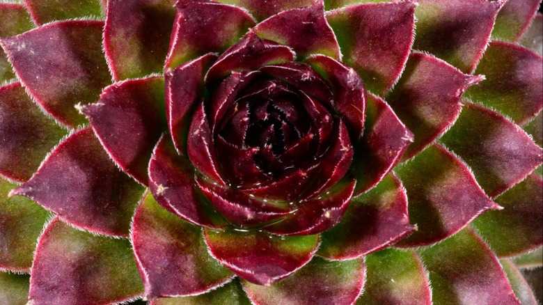 Hens and chicks succulent reddened by the sun