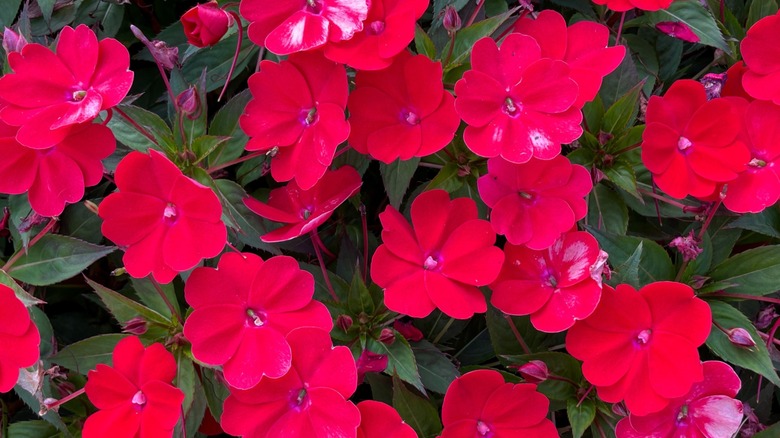 Vibrant red 'SunPatiens' flowers