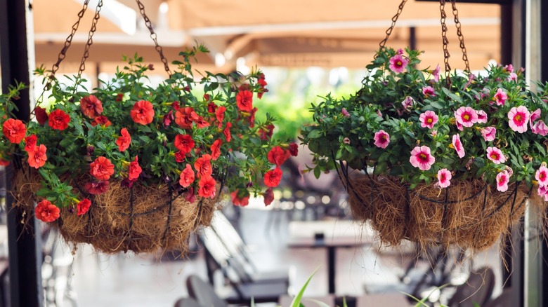 A couple of hanging baskets