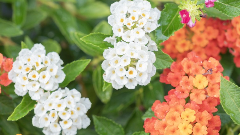 The flowers of the tropical plant Lantana camara