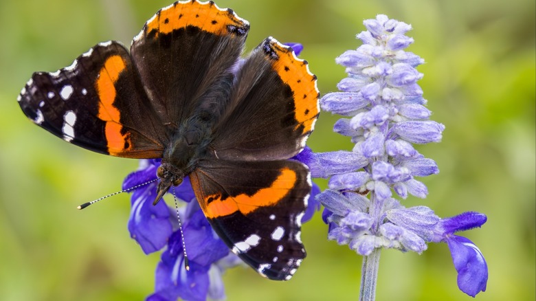 Red Admiral on mealy blue sage