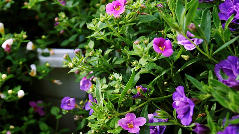Close up shot of a shrub of million bells