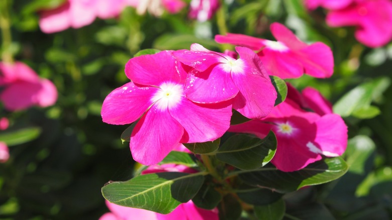 A close up shot of Catharanthus roseus also known as madagascar periwinkle