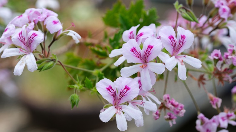 Close-up of a pink scented geranium