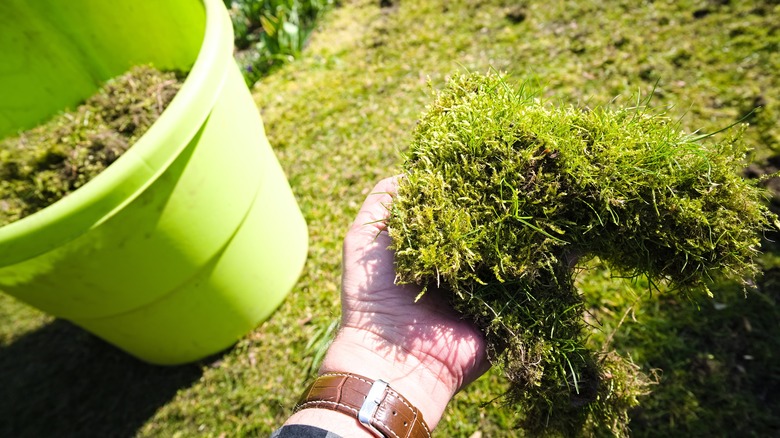 Holding moss for a lawn
