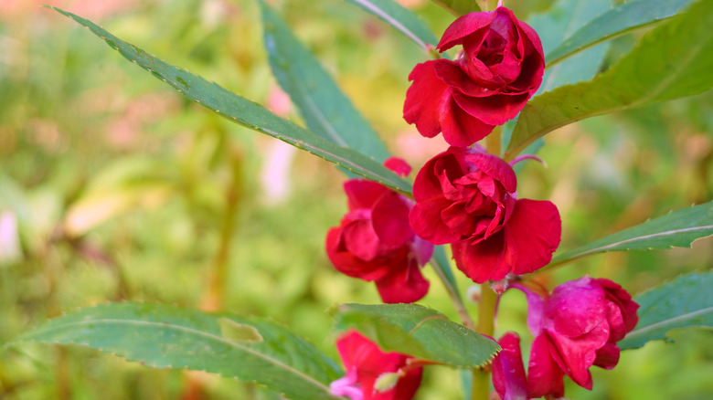 red balsam flowers