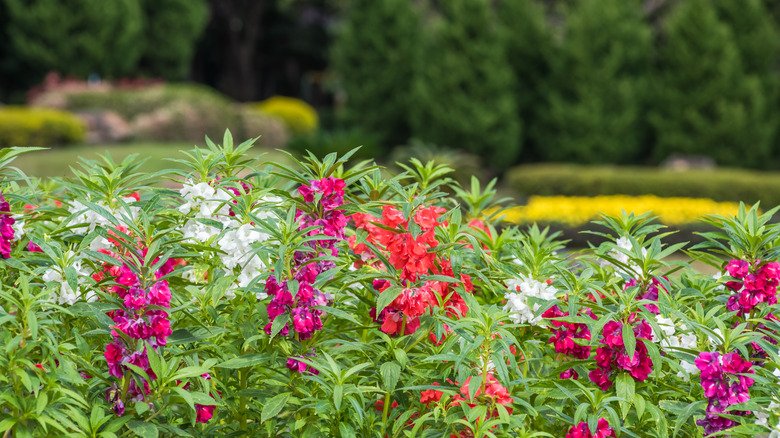 row of balsam plants with pink, salmon, and white flowers
