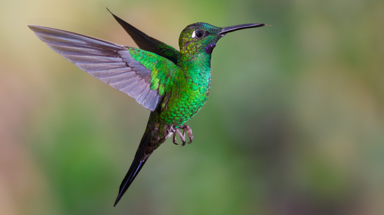 hummingbird in flight