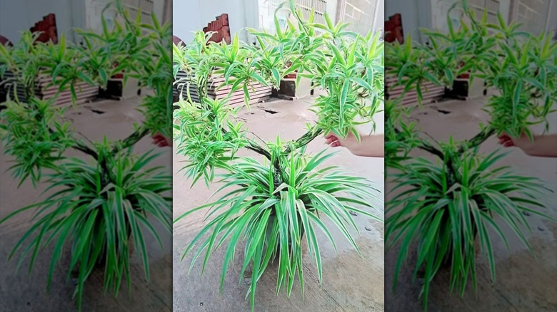 A spider plant trained into a heart shape