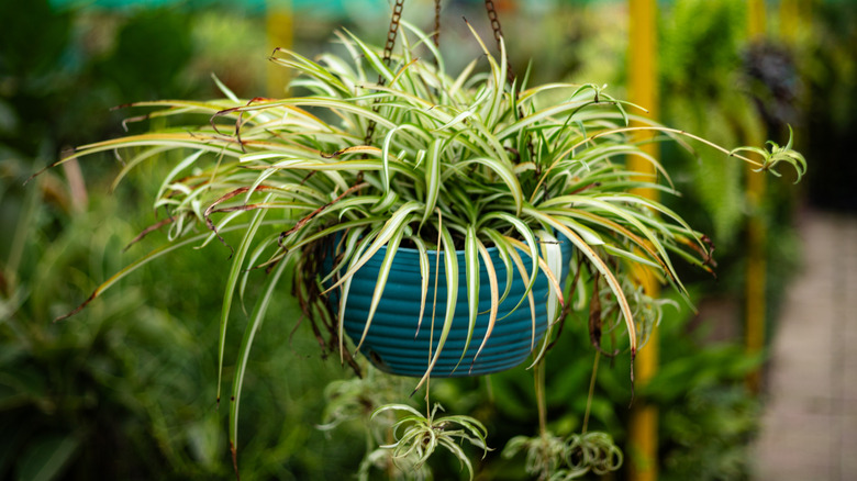 A flourishing spider plant in a hanging pot
