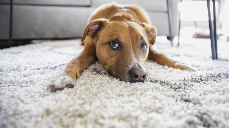 dog on shag rug