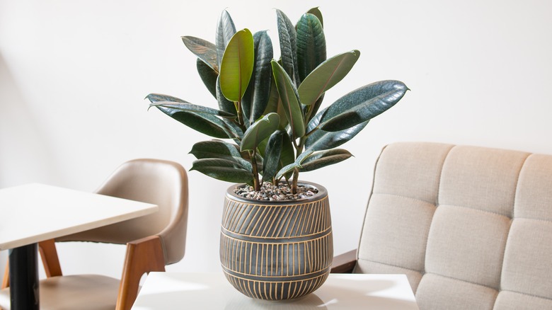 potted house plants rubber plant