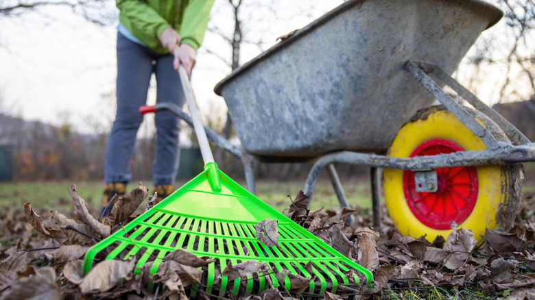 person raking leaves 