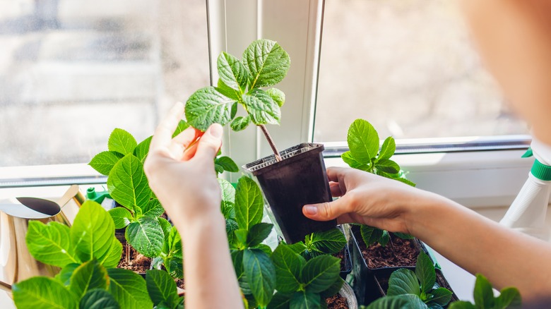 person growing hydrangea cuttings