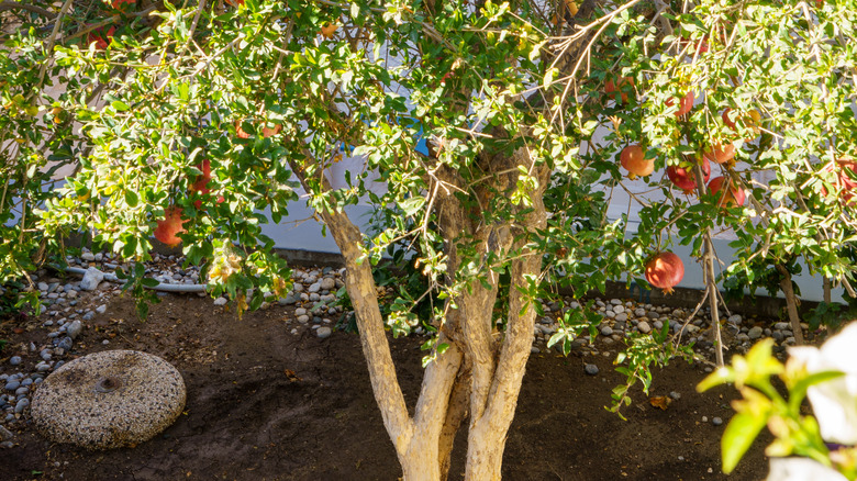 A pomegranate tree with ripe red fruit growing in a sunny garden.