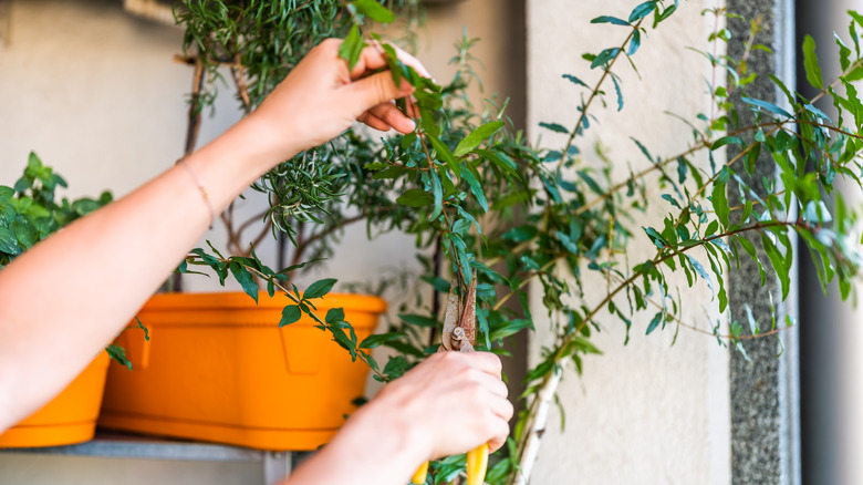 Hands pruning a young pomegranate tree that's growing on a balcony
